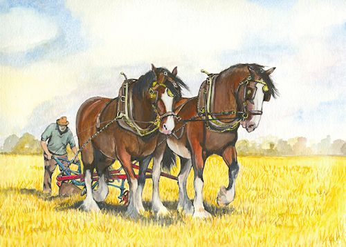 70 Bay Shires on Stubble