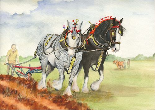 71 Dapple & Black Shires