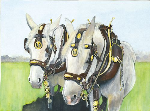 72 Shire Horses