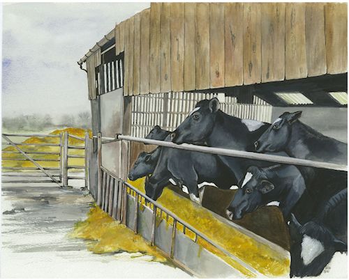 73 Cows in Barn