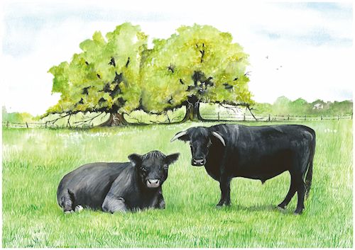 74 Black Beef Cattle