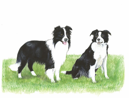 75 Sheep Dogs