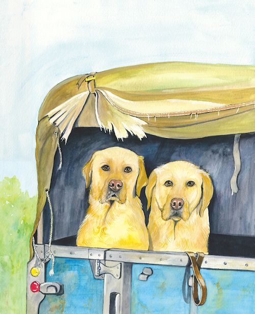 78 Golden Labradors in Landrover