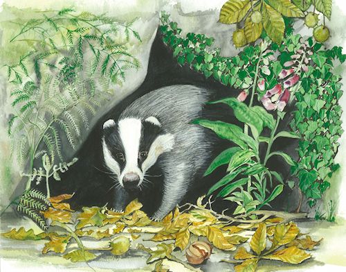 79 Badger