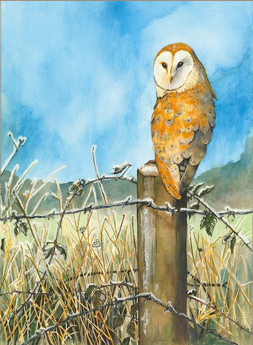 84 Barn Owl
