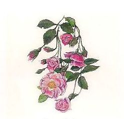 181 Rambler Rose