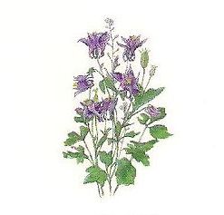 133 Aquiligia.
