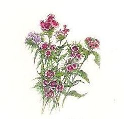 134 Sweet William
