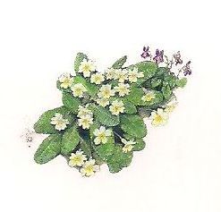 174 Primroses