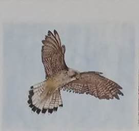 408 Kestrel