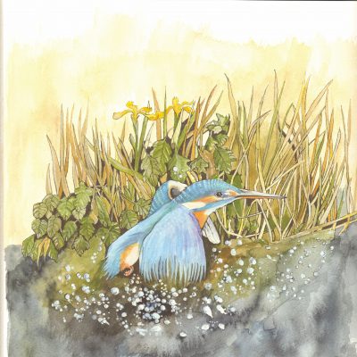 427 Kingfisher Diving